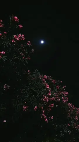 ❤️✨ . . . . . . #vedio #story #following #music #fyp #vrial #حماقي #في_واحدة_لما_تقابلها #❤️✨ #storywhatsapp #likes #لايك__explore___ #لايك #اكسبلور #التفاعل_في_ذمة_الله🙂 #تفاعل #active #Love #mohmadhamaki #hmaki #تصميمى #تصميم #رايكو 