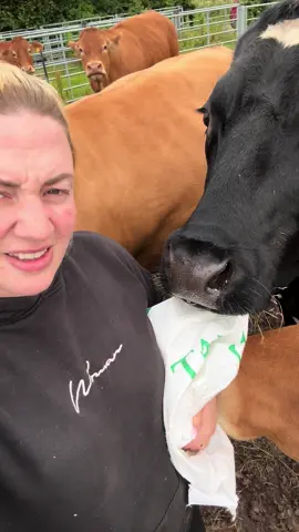 When people say ‘I wish my cows were as quiet’ no you dont, they are an absolute menace at times 😂 #fyp #viral #simonedawson #goviral #foryou #simone #cow #cowsoftiktok #hobbyfarm #farming #farmtok #farm #farminglife #farmlife #farmingtiktok 