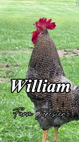 William, Billy, come get your rooster!🐓  Help me find William/Billy 👀  #william #bill #billy #willy #billie #rooster #chickens #chickensofinstagram #comedy #geese #funnyanimals #featheryfinetime #motherclucker #farmjokester #nameyellingchicken