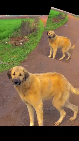 Halay Çeken Köpek - Dancing Dog #dancing #funny #funnyvideos #animals #dancingdog #halay #kurdish #keşfet #beniöneçıkart #fypシ゚viral #fy 