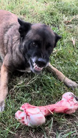 😱🦴⛔️#malinois #malinoisdog #bergerbelgemalinois #perros #agressive #agression #protection #os #viande #boeuf #guerre #dogs #dogsoftiktok #2024 