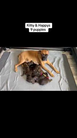 Visit our website for available pups #foryou #puppies #newbornpuppies # 