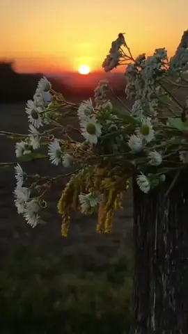 #شيلات_طرب #اكسبلور_تيك_توك #شيلات_روعه_خواطر_ذوق #نايف_راضي🎤🎼 