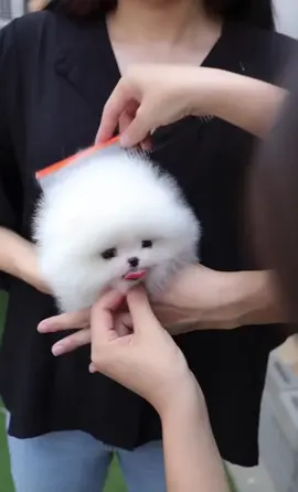 Teddy bear micro pom😍😍 #teddy #bear #pom #pomeranian #pomeranianoftiktok #pomeranianpuppy #pomeranians #pomeranianlove #pomeraniandogs #pomeranianlife #teacuppuppies #viral #viralvideo #viraltiktok #viral_video #trending #trend #trendingvideo #trendingsong #cute #think #question #dog #puppy #baby #wow #omg #usa #usa_tiktok #usa🇺🇸 #worldwide 
