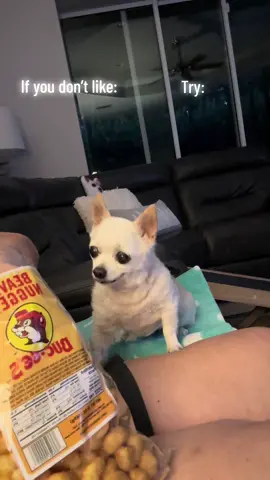 The nugget enjoys nuggets, what can we say #lilly #5pounds #chihuahuasoftiktok #chihuahua #fyp #beavernuggets @Bucees Biggest Fans 🦫 