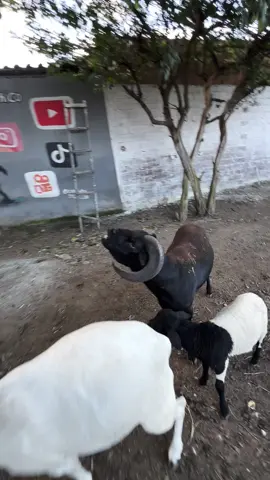 Chico dando risada para o pai