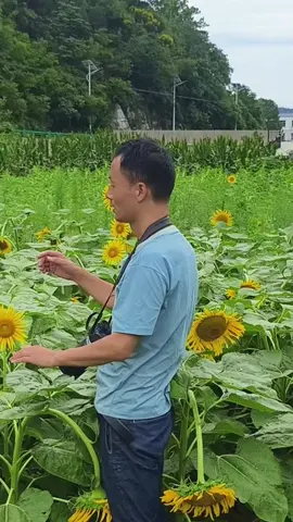 Gợi ý tạo dáng chụp hình đẹp hoa hướng dương #tapchupanhdep #selfie #taptanhchupanh #chupanh #xuhuong #gayselfies #chuphinhdep 