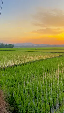 Lidah yang tergigit saat kamu makan adalah gambaran yang tepat tentang bagaimana kamu bisa gagal meskipun kamu punya puluhan tahun pengalaman