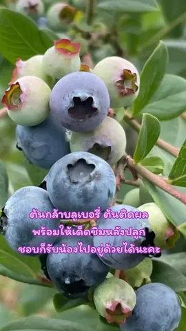 #ต้นบลูเบอร์รี่ #บลูเบอร์รี่ #ต้นกล้าบลูเบอร์รี่ติดผล #บลูเบอรี่ #ปลูกบลูเบอรี่ #blueberry  #tiktokshopครีเอเตอร์ #สนใจสินค้ากดในตะกร้าเลยค่ะ  @wenhuipa @wenhuipa @wenhuipa 