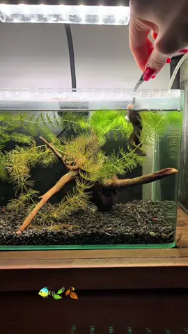 Channa andrao này đẹp không mn 🥰🥰 #channa #channaandrao #cacanh🐠 #thuysinh #cá #freshwater #fish #fishcontent #cauvongvayxanh #aquarium #biotope #🐠 #channaindonesia #channamaru #channamalaysia #calockieng 