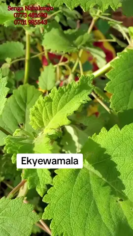 #senga #eddagalalyobutonde #traditionalhealer #musawowakinnansi #senganabalongo #eddagala_lya_nalongo #eddagala @Munnansi Herbline🌿 