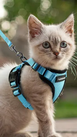 They are rabbitgoo's cat harness ambassadors, which is your favorite kitty? 🐈😸#petproducts #petfashion #PetsOfTikTok #petlife #catproducts #pettips #tiktokshopbacktoschool #rabbitgoo #catharness 