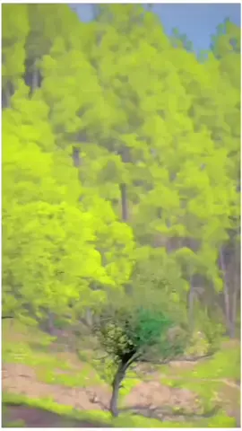 #hazarywall❤️✌️🔥🔥 #emojis #viraltiktok #foryou #fypシ゚viral 