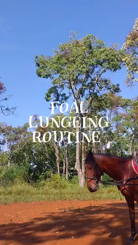Haiii🐎👐‼️Taukah kamu kalau Lungeing itu merupakan metode pelatihan yang melibatkan kuda bergerak  dalam lingkaran besar di sekitar pawang🧐 nahh kali ini kita liatin nihh gimana biasanya foal lagi di Lungeing 🐴⭐🙀 #horse #lungeing #kuda #equine  #universitaspadjadjaran 