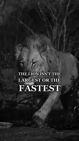 The lion doesn’t wait for the storm to pass, it learns to dance in the rain. Best Motivational Quote. Lion Mindset. #listentothis #motivationaltiktok #motivationalvideosforyou #motivationalclip #listentothiseveryday #motivation #growbeyondyourlimits #mtivationalvideo #motivationalquotes #lion #animalmotivation #