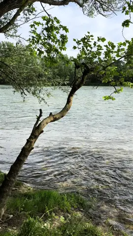So beautiful... So relaxing ❤️☺️ Water sounds and forest stream with birds chirping are so relaxing and so satisfying 😌 🏞️ 👌 ❤️  #watersounds #birdschirping #forest #relaxingvideos #explore #foryourpage #fypage #trending 
