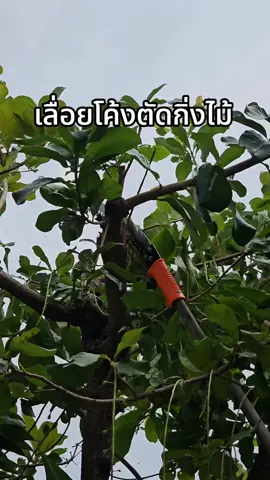 #เลื่อยโค้งตัดกิ่งไม้ #เลื่อยตัดกิ่งไม้ #เลื่อยตัดไม้ #ตัดกิ่งไม้ #ตัดกิ่งไม้หน้าบ้าน  #hometoolsshop 