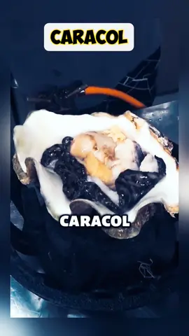 🙀esta es una de las comidas más cara del mundo 🌍😋 que cuesta mil $1000 por gramo y el caparazón es una pieza de colección que cuesta $3000 dólar  sigueme para más vídeos #parati #entreteniniento #viral_video #viral tiktok #historia #angelreynoso905 #pp #resumen #caracol #caracolraivoso 