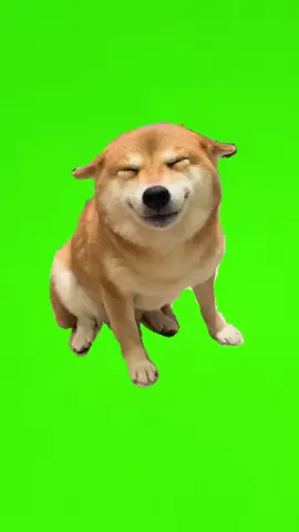 A funny doggy #foryou #pfy #greenscreen #greenscreenvideo #pets #doggy