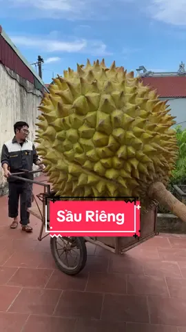 các bác mua thì cứ mua sầu riêng này cho em ăn mới thích này, ngon như sầu riêng o huyền#durian #saurieng #sauriengmientay #ohuyensaurieng 