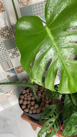 Qual a função da argila expandida na cobertura de vasos? #bomdia #plants #plantas #planta  
