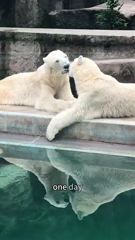 Meet this fun-loving polar bear #polarbear #funny #animals #foryou 