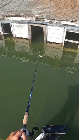 Full video on YT! (Multiple 5+ pound fish caught) #fishing #fisherman #fishvideos #fishin #fishcontent #fishinglife 