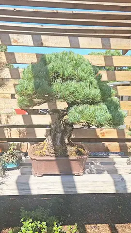 on days that end in 0 we fertilize. just look at this beauty of a white pine we got in at First Branch #bonsainursery #colorado #bonsai #bonsaitok #kusamono #whitepine #plantsoftiktok #plantwatering 