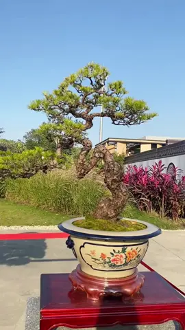 Thông bonsai #thongbonsai #bonsai #caycanh #dangvannhan 