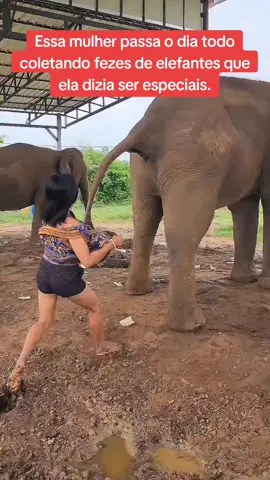 #elefante #elefantes #historias #historia #casos #caso #casosmisteriosos 