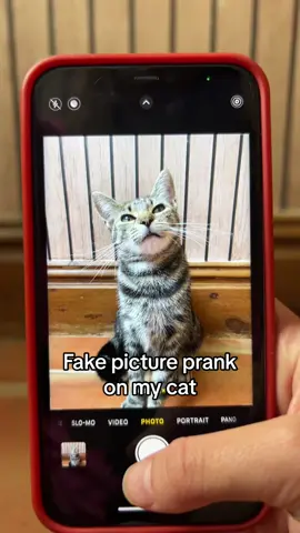 Bro was not impressed #animals #cat #cute