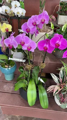 Hermoso dia lleno de colores🍃🌱🌿🪴🫶🏽#iloveplants #sigumeparamásvídeos #amolasplantas🌵🌱 #Locoporlasplantas #