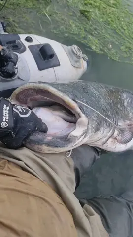 @Adventerfishing  #fishing #pesca #wedkarstwo #catfish #siluro #sum #predatorfish #rivergishing #monsterfish #spinfishing #sports #deporte 