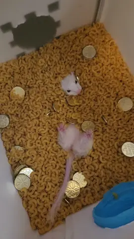 Proof Nugget loves Macaroni  💖🌶🍗 #wholesome #ferrets #ferret #ferretsoftiktok #nuggettheferret 