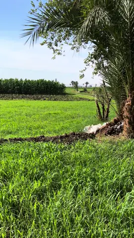 #الارض #الصعيدي #الصعيدي_بن_سوهاج #المجابره #جرجا #سوهاج #سوهاج_بلدي_وافتخر_بيها #التاريخ #ال_عبدالسميع🤞 #هواره_ولنا_في_قمة_المجد_رايات #الصعيد_يا_دولة #البلد #مصر 