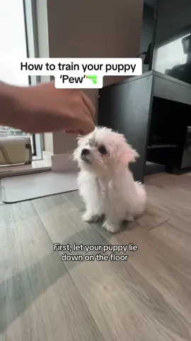 Replying to @Andrea the first tutorial from Rhino ;)))#fyp #maltese #pet #dog #petinfluencer #puppylove #fypシ゚ #maltesedog #PetsOfTikTok #cute #DogTraining #puppy #tutorial #cutepuppy #maltesetraining 