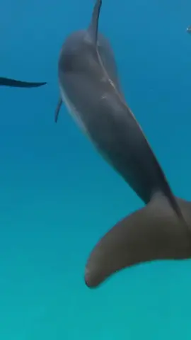 The Unique Sleep of Dolphins Discover how dolphins sleep with one half of their brain awake to stay alert for predators and breathe. #AnimalFacts #Dolphins #DidYouKnow #InterestingFacts #MarineLife