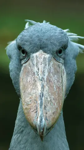 bico de sapato, a ave criminosa. . . . . . #passaros #crime #animal #engracado #tiro #meme 