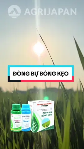 ĐÒNG BỰ BÔNG KẸO - Nuôi mẹ rước con #agrijapan🌾🌾🌾 #tuyetanhagrijapan #dongbubongkeo #nongnghiep 