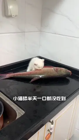 Bought a small fish for the kitten to eat.#cute #cuteanimals #cat #funnycat #catsoftiktok 