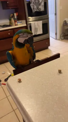 Where we going Lulu? #macaw 