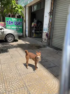 Nay bắt gặp 1 chú chó bị cụt 1 chân🥺#xuhuong 