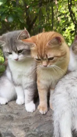 小猫也太治愈啦#终南山喵山居日常 #小猫治愈世界 #谁能拒绝傻憨憨的小猫咪 #我和我的猫 #萌宠出道计划 