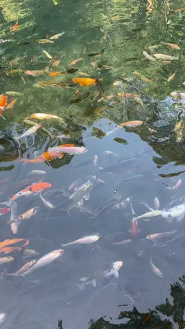 Indonesia rasa jepang, pemandangan ikan berenang diair bersih dan jernih 🐠 #fypシ #ikankoi #kolamikan #ikanjepang #jepangindonesia #ikandisungai 