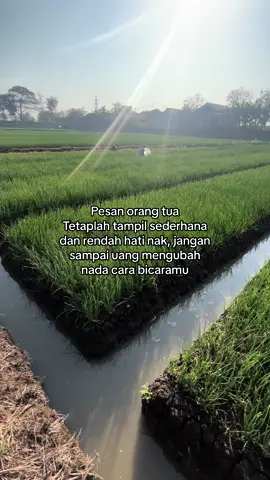 Andhap asor #petanimuda #bawangmerah #nganjuk #fyp #foryou 