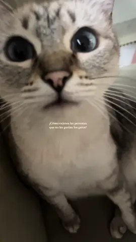 Como pueden mirarlos y no pensar que son lo mas tierno 💖 #catsoftiktok 