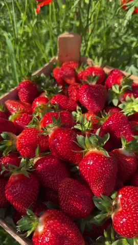 buah strawberry #strawberry 