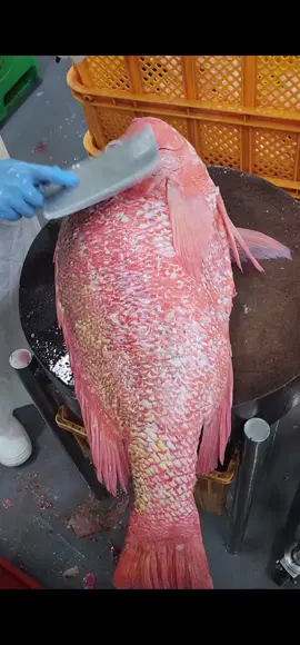 potong ikan merah#viralvideo #fypシ゚viral #foryoupage #skillpotongikan #johor 