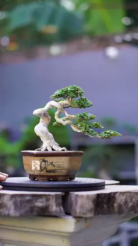 Bonsai sancang 😍 Liukan batang sangat cantik 😍😍 Akar dan percabangan bagus Sudah lepas kawat Pot keramik Siap kontes 😊 Harga 4,7 jt 😊 Minat bisa DM atau Wa 081343933442 #bonsai #bonsaitree #bonsaiindonesia #tanamanhias #bonsaiworld #bonsaimame   #belajarbonsai #jualbonsai #bonsaisancang #rezabonsai 