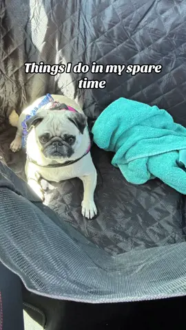 #dog #pug #pugs #dogs #puppy #Love #dogtrend #dog #pugs #dogtoy #dogtoys #foryoupage #dogtrending #dogphotography #doglover #Doglife #doglife #dogoftheday #doggo #doglove #dogmom #dogmomlife #cutestpuppy #cutestdog #puppies #pup #cutepuppy #cutepug 